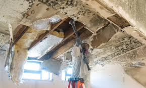 Best Black Mold Removal  in North Madison, OH